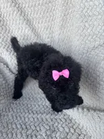 Maisie, a female Bernedoodle for sale in Rogersville, TN – 4 of 7