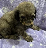Michael, a male Poodle - Standard  for sale in Rogersville, TN – 7 of 10