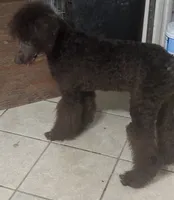 Diva, a female Poodle - Standard  for sale in Rogersville, TN – 2 of 7