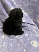 Gillian, a female Poodle - Standard  for sale in Rogersville, TN – 3 of 9