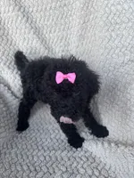 Maisie, a female Bernedoodle for sale in Rogersville, TN – 2 of 7