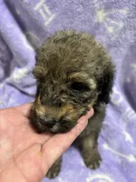 Michael, a male Poodle - Standard  for sale in Rogersville, TN – 10 of 10