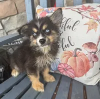 Jethro, a male Miniature Australian Shepherd and Pomsky for sale in Rogersville, TN – 4 of 4
