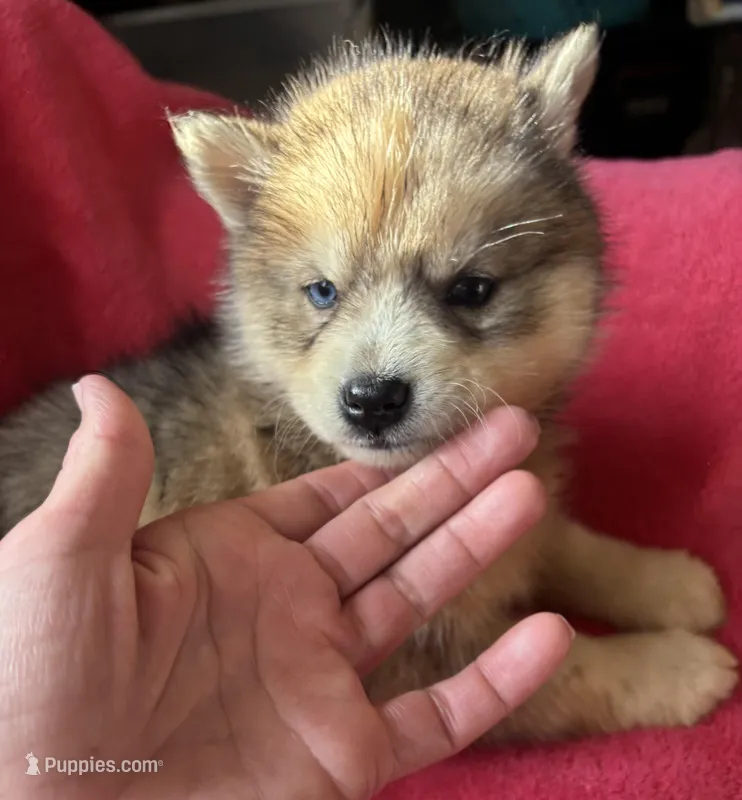 Rachel – Siberian Husky puppy for sale in Rogersville, TN