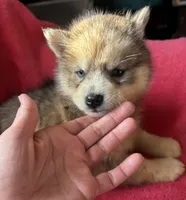 Rachel, a female Siberian Husky for sale in Rogersville, TN – Photo 1 of 8