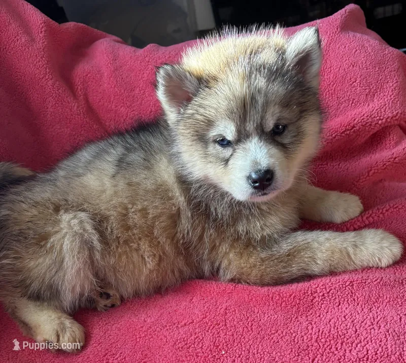Rachel – Siberian Husky puppy for sale in Rogersville, TN