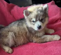 Rachel, a female Siberian Husky for sale in Rogersville, TN – Photo 2 of 8