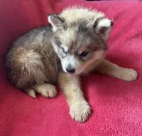 Rachel, a female Siberian Husky for sale in Rogersville, TN – Photo 5 of 8