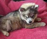 Rachel, a female Siberian Husky for sale in Rogersville, TN – Photo 3 of 8