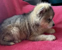 Rachel, a female Siberian Husky for sale in Rogersville, TN – Photo 7 of 8