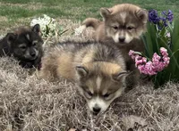 Rachel, a female Siberian Husky for sale in Rogersville, TN – Photo 8 of 9