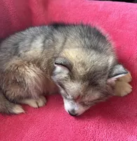 Rachel, a female Siberian Husky for sale in Rogersville, TN – Photo 6 of 8