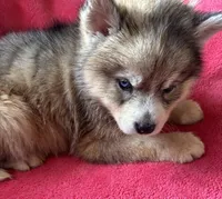 Rachel, a female Siberian Husky for sale in Rogersville, TN – Photo 4 of 8