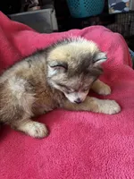 Rachel, a female Siberian Husky for sale in Rogersville, TN – Photo 8 of 8