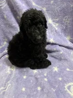 Gillian, a female Poodle - Standard  for sale in Rogersville, TN – 2 of 9