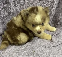 Cosmo, a male Pomsky for sale in Rogersville, TN – 1 of 8