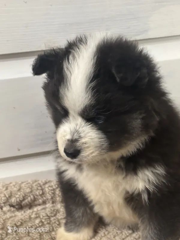 Lore – Siberian Husky puppy for sale in Rogersville, TN
