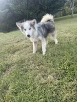 Nova , a male Miniature Australian Shepherd and Pomsky for sale in Rogersville, TN – 2 of 10