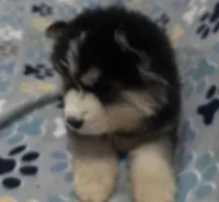 Glacier, a male Siberian Husky for sale in Rogersville, TN – 3 of 5