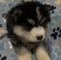 Glacier, a male Siberian Husky for sale in Rogersville, TN – 4 of 5