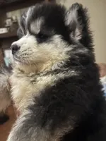 Glacier, a male Siberian Husky for sale in Rogersville, TN – 2 of 5
