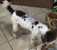 Dottie, a female Poodle - Standard  for sale in Rogersville, TN – 3 of 3