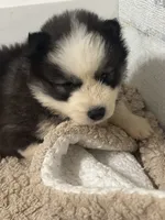 Legend, a female Siberian Husky for sale in Rogersville, TN – 8 of 8