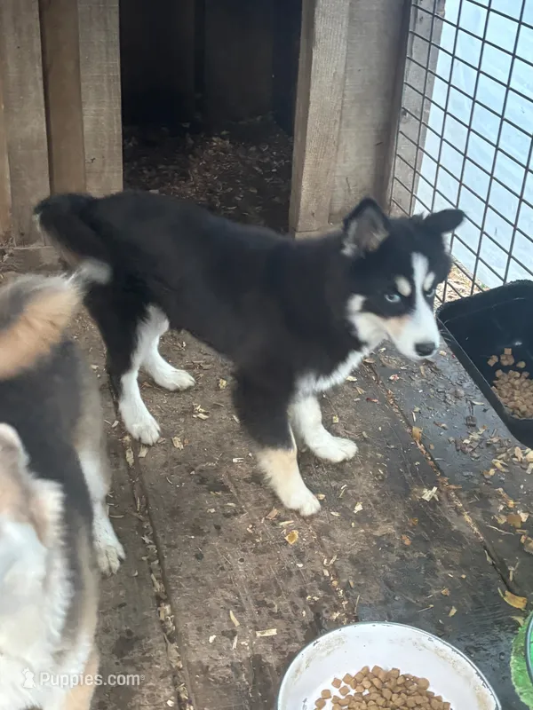 Koda – Pomsky puppy for sale in Rogersville, TN