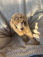 Johnny Castle, a male Poodle - Standard  for sale in Rogersville, TN – 7 of 8