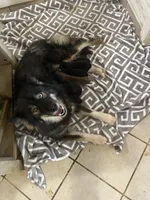 Keyara, a female Siberian Husky for sale in Rogersville, TN – 2 of 4