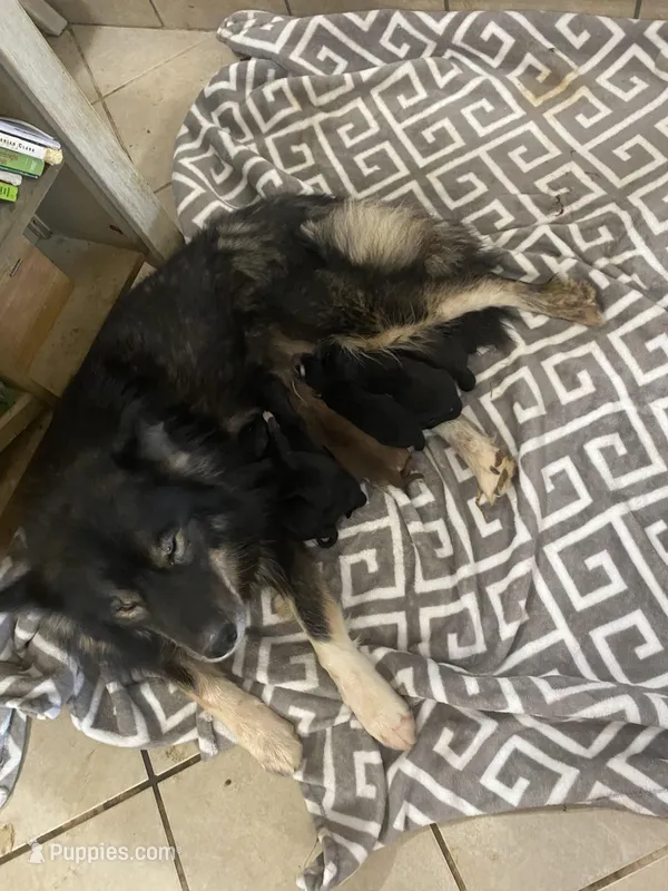 Keyara – Siberian Husky puppy for sale in Rogersville, TN