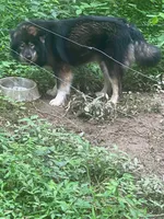 Keyara, a female Siberian Husky for sale in Rogersville, TN – 3 of 4