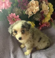 Cuervo, a female Miniature Australian Shepherd for sale in Rogersville, TN – 2 of 8