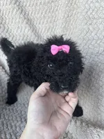 Maisie, a female Bernedoodle for sale in Rogersville, TN – 3 of 7