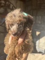 Baby, a female Poodle - Standard  for sale in Rogersville, TN – 4 of 10
