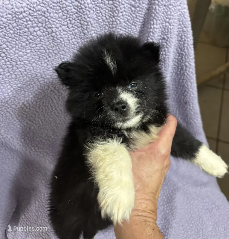 Coal – Pomsky puppy for sale in Rogersville, TN