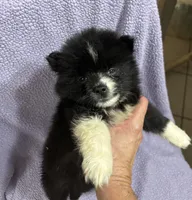 Coal, a male Pomsky for sale in Rogersville, TN – 1 of 5