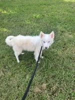 Ice, a male Pomsky for sale in Rogersville, TN – 6 of 7