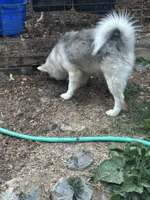 Teddy, a male Pomsky for sale in Rogersville, TN – 2 of 4