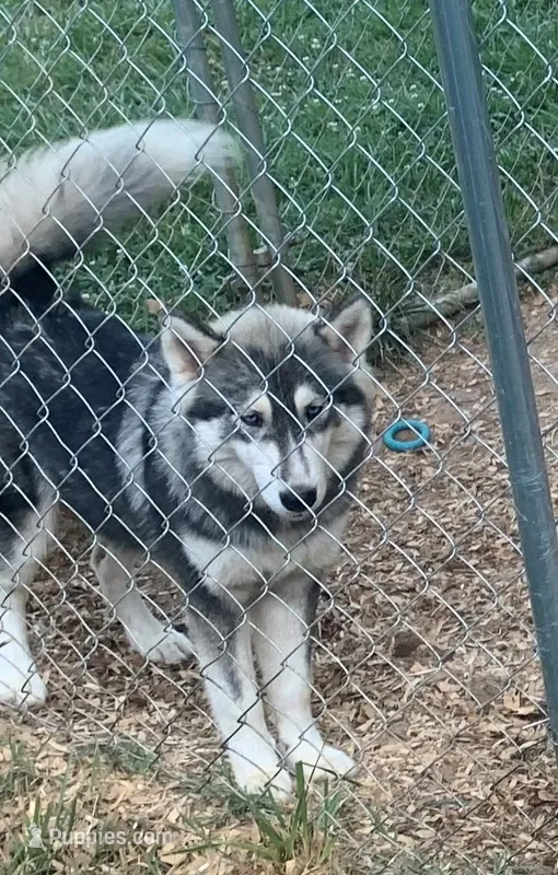 Rain – Siberian Husky puppy on hold in Rogersville, TN