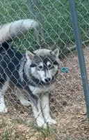 Rain, a female Siberian Husky for sale in Rogersville, TN – 1 of 3