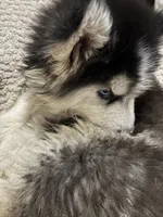 Denali, a male Siberian Husky for sale in Rogersville, TN – 2 of 10