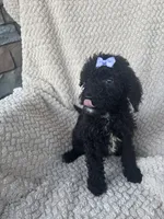 Millie, a female Bernedoodle for sale in Rogersville, TN – 2 of 5