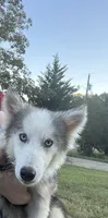 Nova , a male Miniature Australian Shepherd and Pomsky for sale in Rogersville, TN – 1 of 10
