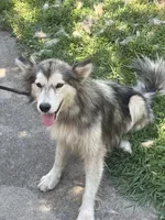 Nala, a female Alaskan Malamute for sale in Rogersville, TN – 5 of 10