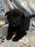 Meeka, a female Miniature Australian Shepherd and Pomsky for sale in Rogersville, TN – 5 of 5