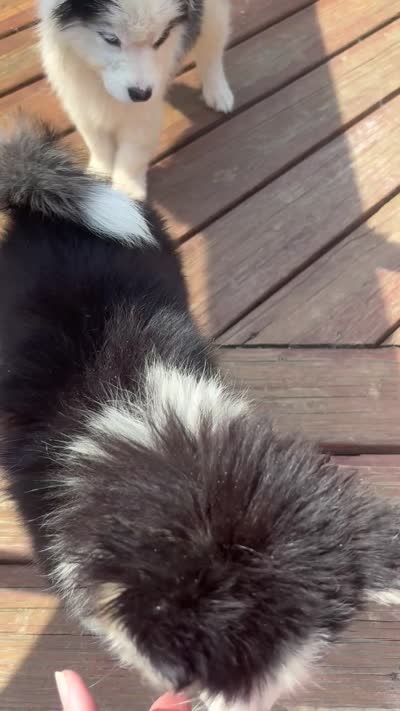Harlequin, a female Pomsky for sale in Rogersville, TN – 3 of 3