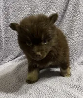 Cocoa, a male Pomsky for sale in Rogersville, TN – 7 of 7