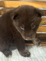 Shrek, a male Siberian Husky for sale in Rogersville, TN – 5 of 6