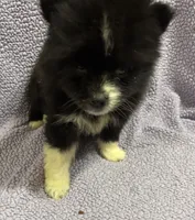 Coal, a male Pomsky for sale in Rogersville, TN – 5 of 5